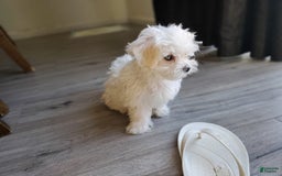 Maltese dogs for sale: Papaya - Image 7