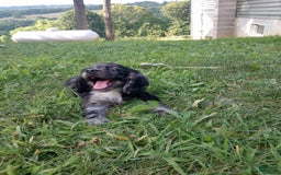 Cocker Spaniel dogs for sale: Oceon - Image 3