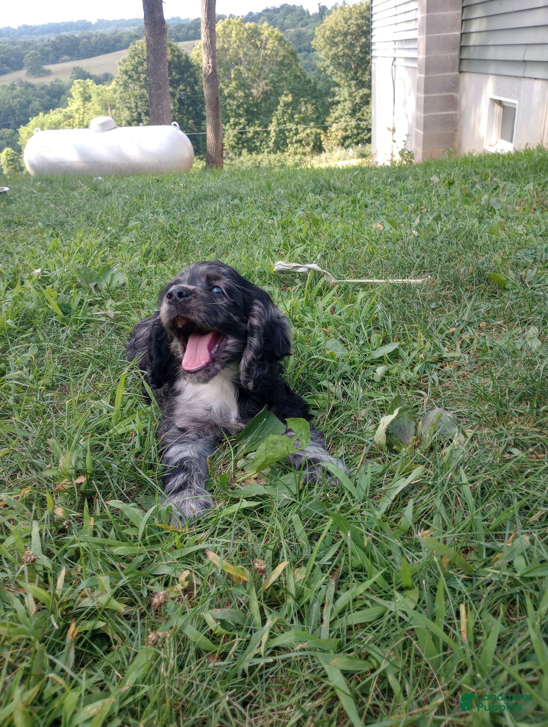 Cocker Spaniel dogs for sale: Oceon - Image 3