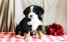 Bernese Mountain Dog dogs for sale: Lily - Image 1