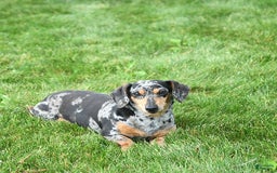 Miniature Dachshund dogs for sale: Ace - Image 7
