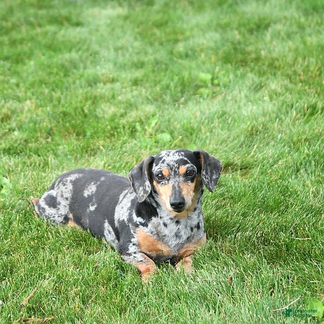 Miniature Dachshund dogs for sale: Ace - Image 7