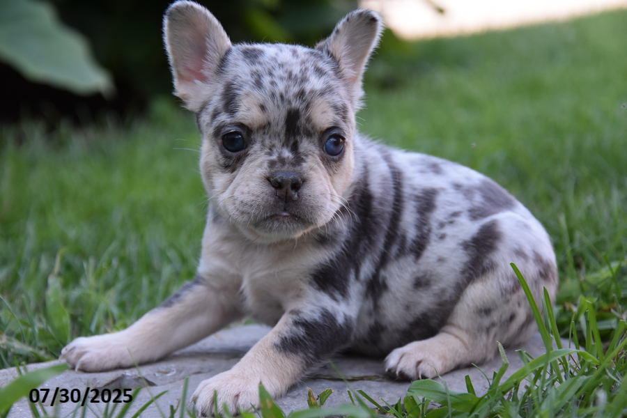 French Bulldog dogs for sale: Kendra - Image 2
