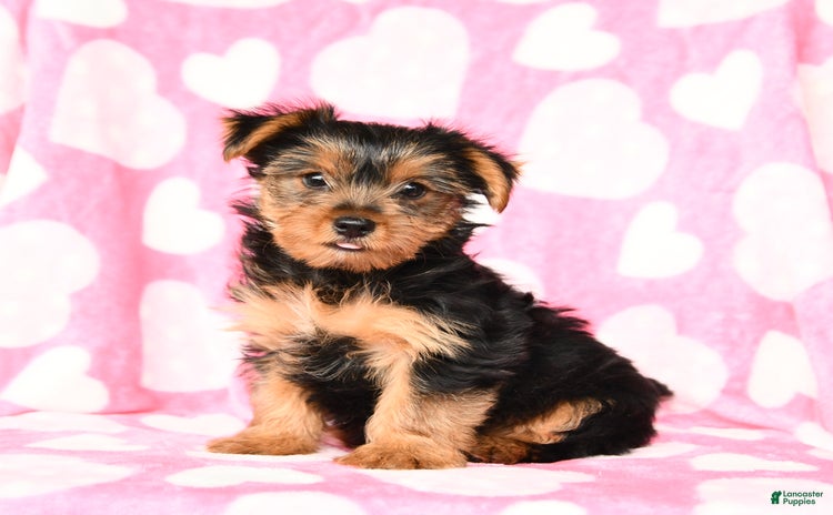 Yorkshire Terrier dogs for sale - Ad 5