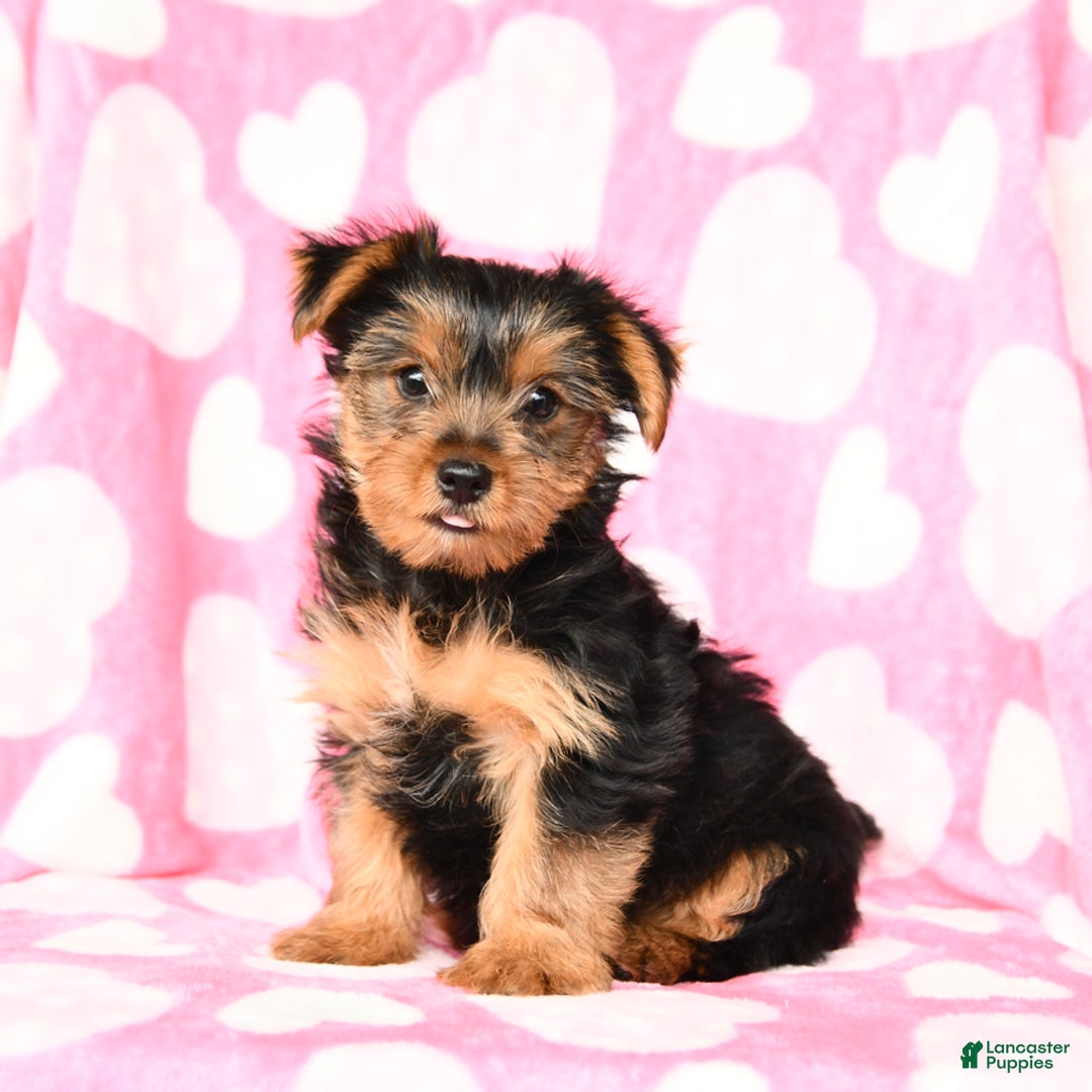 Yorkshire Terrier dogs for sale: Honey Boy - Image 1