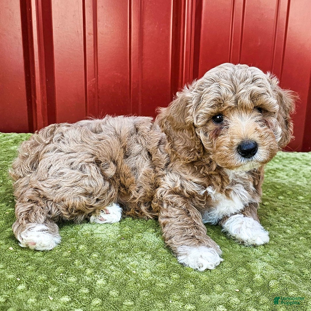 Miniature Poodle dogs for sale: Benny - Image 2