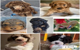 Miniature Poodle dogs for sale: Rosco - Image 4