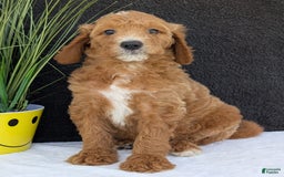 Goldendoodle dogs for sale: Zoey - Image 20