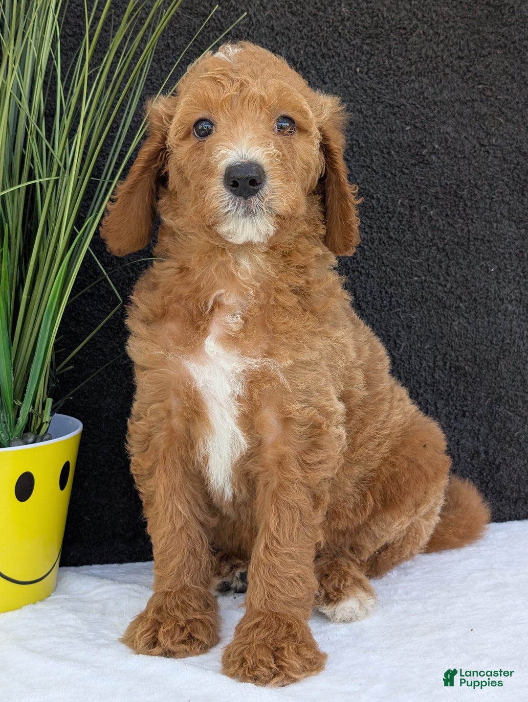 Goldendoodle dogs for sale: Zoey - Image 20