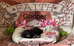 German Shepherd dogs for sale: Cooper - Image 1