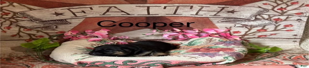 Cooper