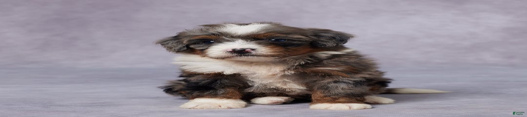 Cici