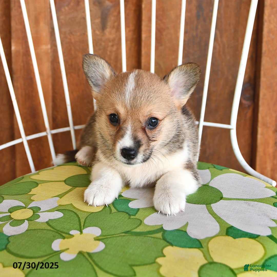 Welsh Corgi Pembroke dogs for sale: Sparky - Image 5