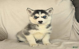 Siberian Husky dogs for sale: Jemma - Image 7