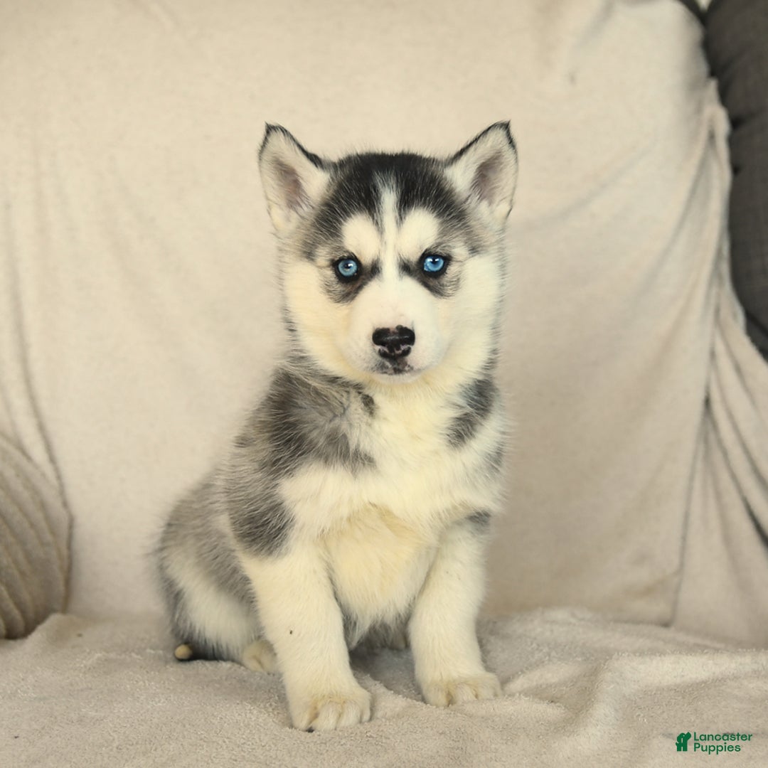 Siberian Husky dogs for sale: Jemma - Image 7