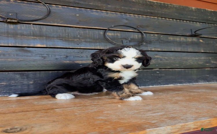 Mini Bernedoodle dogs for sale - Ad 4