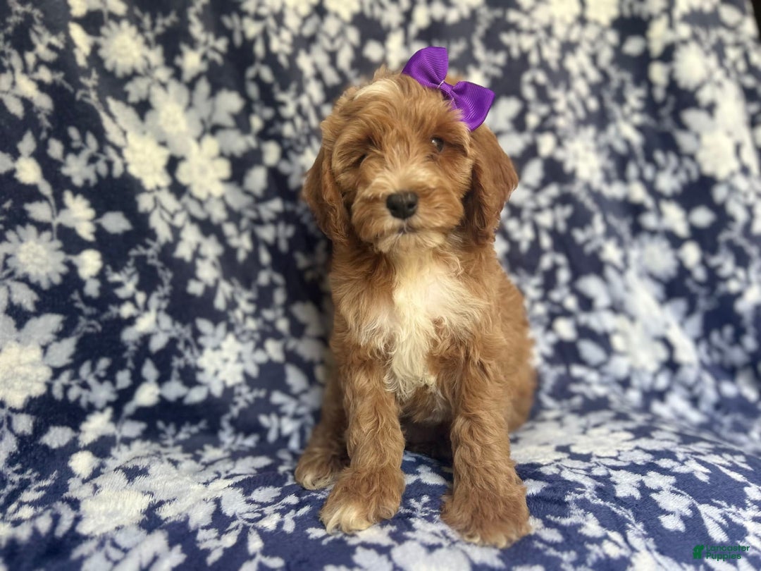 Cockapoo dogs for sale: Missy - Image 9
