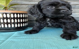 Cocker Spaniel dogs for sale: Tina - Image 12