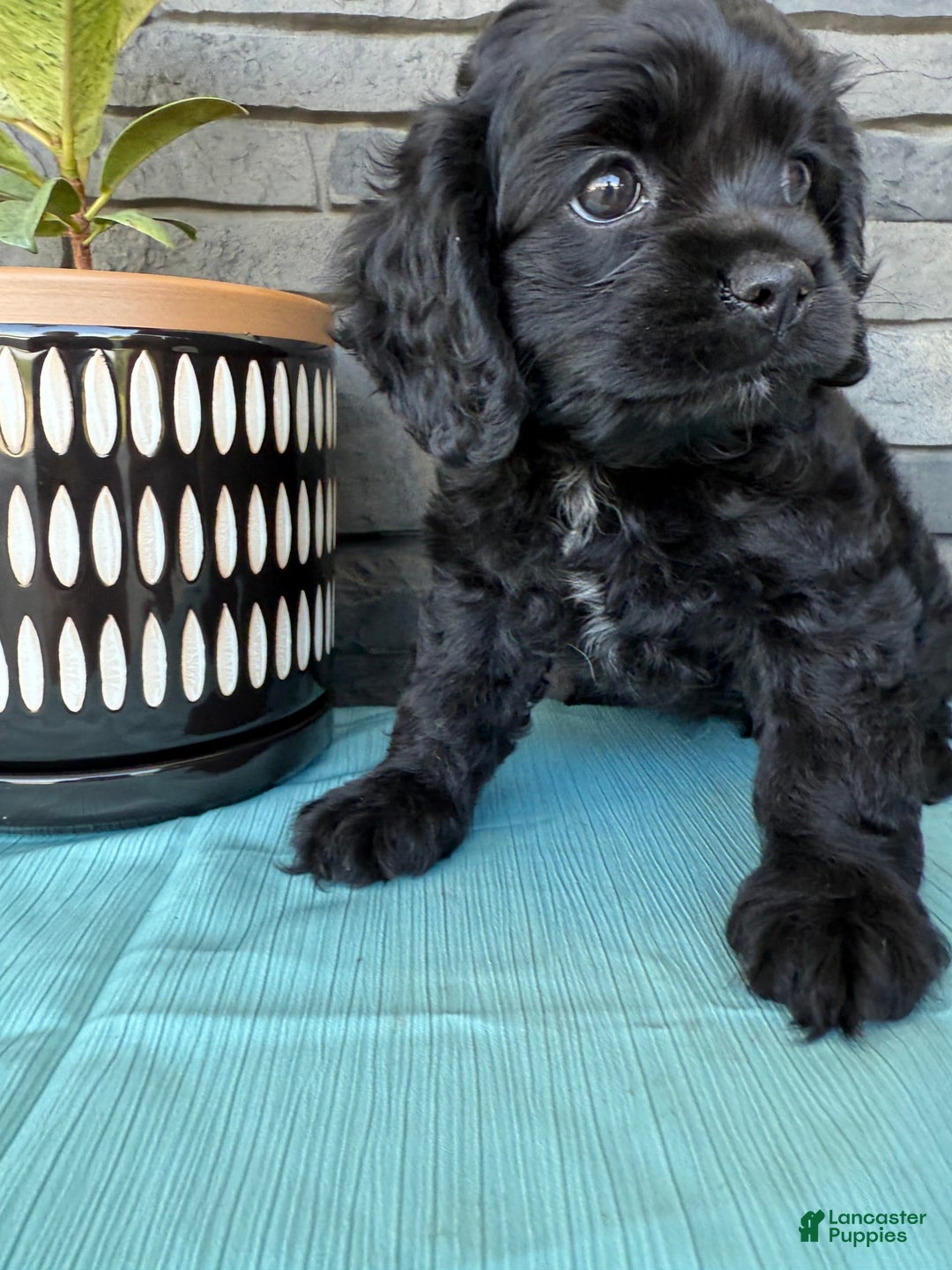 Cocker Spaniel dogs for sale: Tina - Image 12