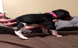 Walker Hound dogs for sale: Pink - Image 2