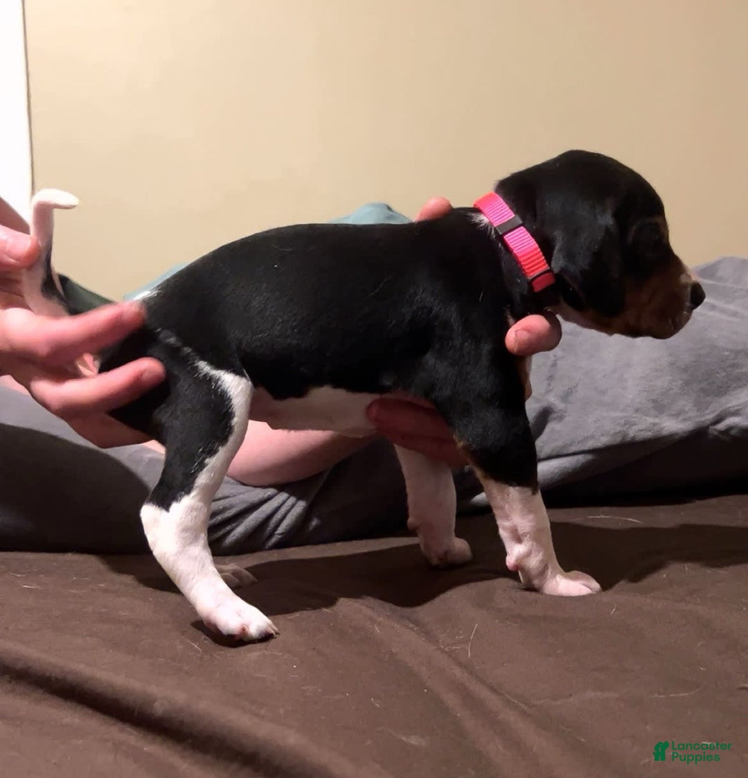 Walker Hound dogs for sale: Pink - Image 2
