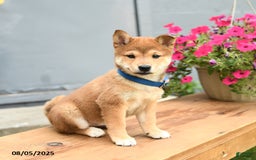 Shiba Inu dogs for sale: Ray - Image 5