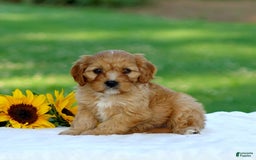 Cavapoo dogs for sale: Mac - Image 4