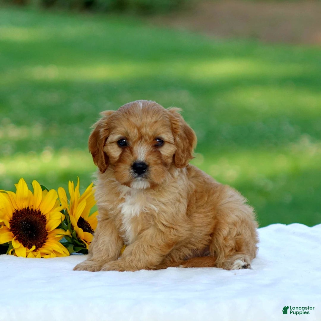 Cavapoo dogs for sale: Mac - Image 4
