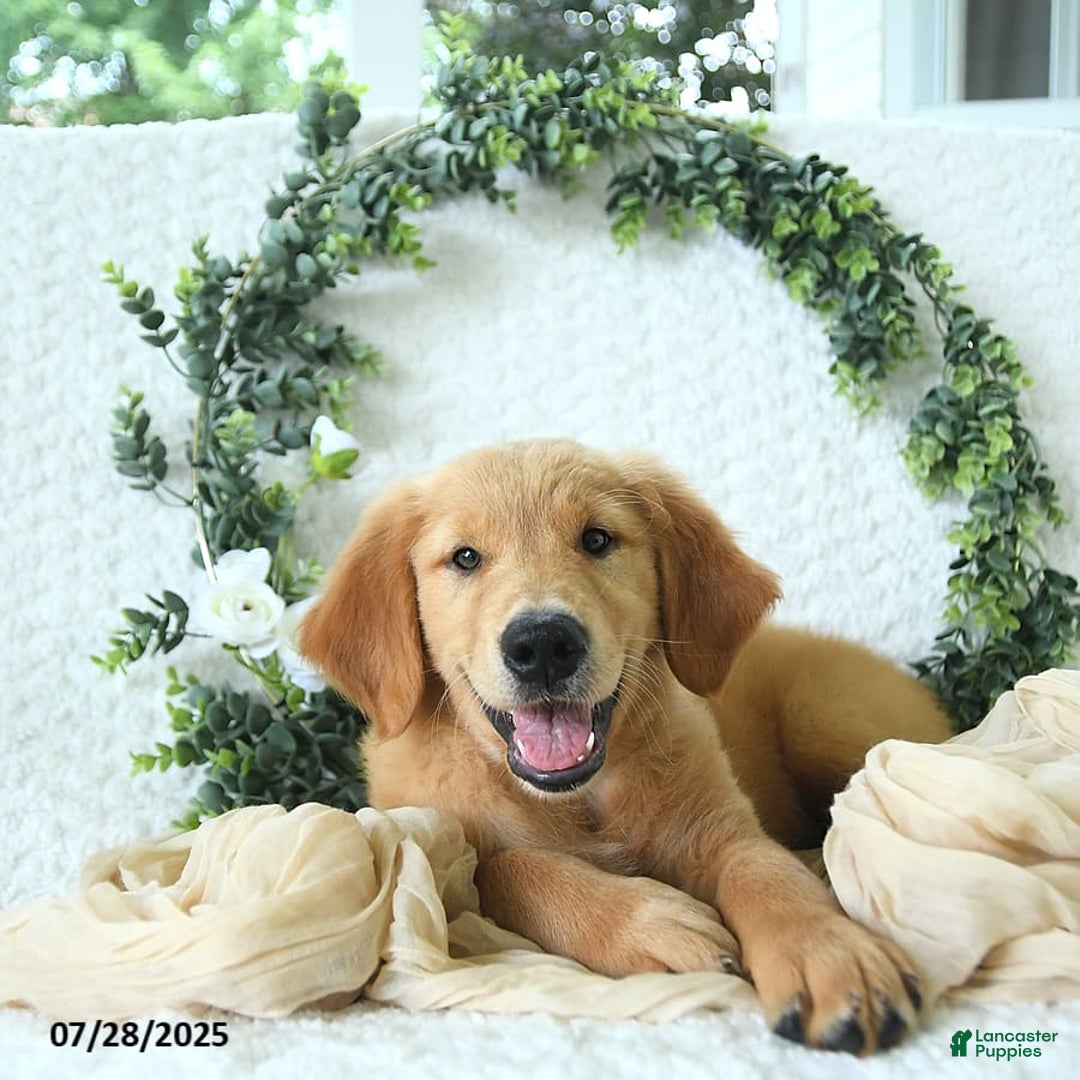 Golden Retriever dogs for sale: Anne - Image 15