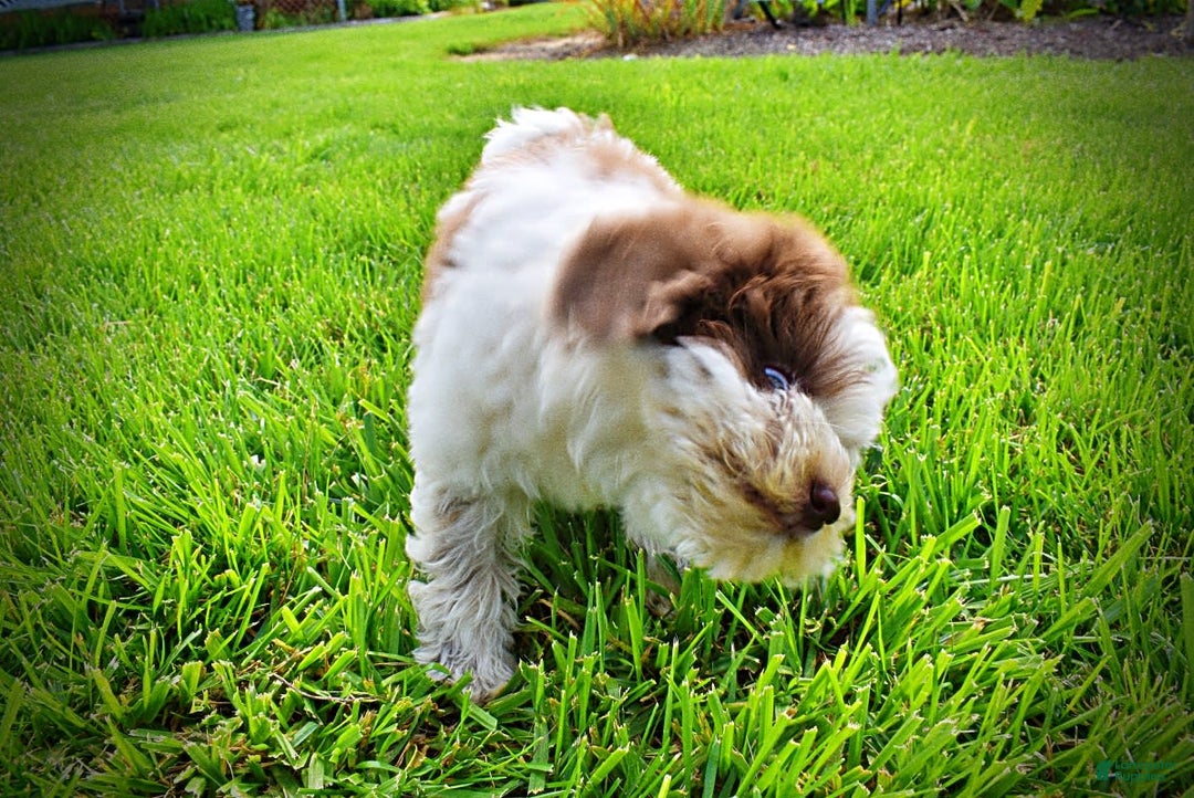 Havapoo dogs for sale: Vixen - Image 21