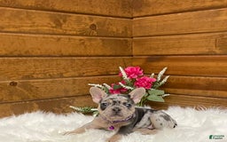 French Bulldog dogs for sale: Nila - Image 11