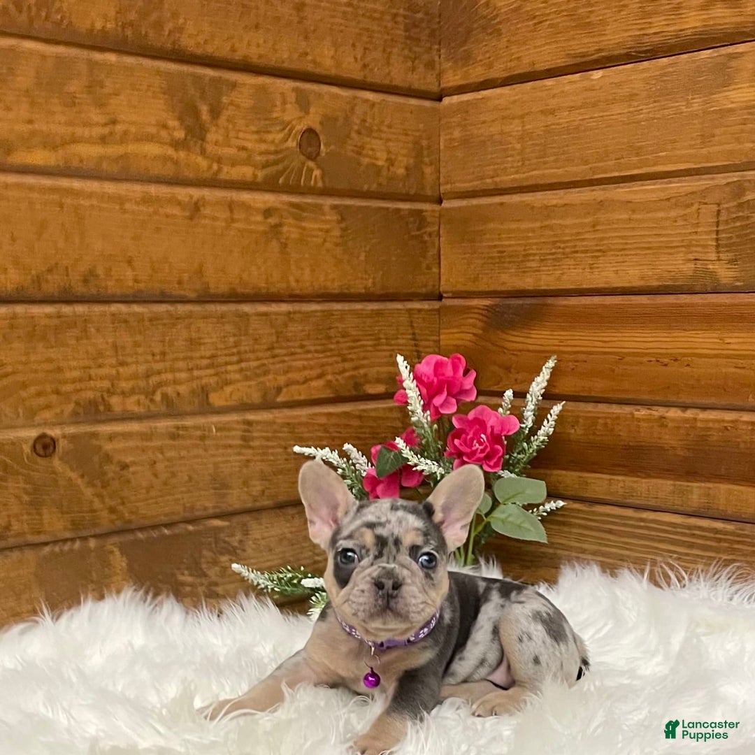 French Bulldog dogs for sale: Nila - Image 11