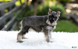 Miniature Schnauzer dogs for sale: Amber - Image 10