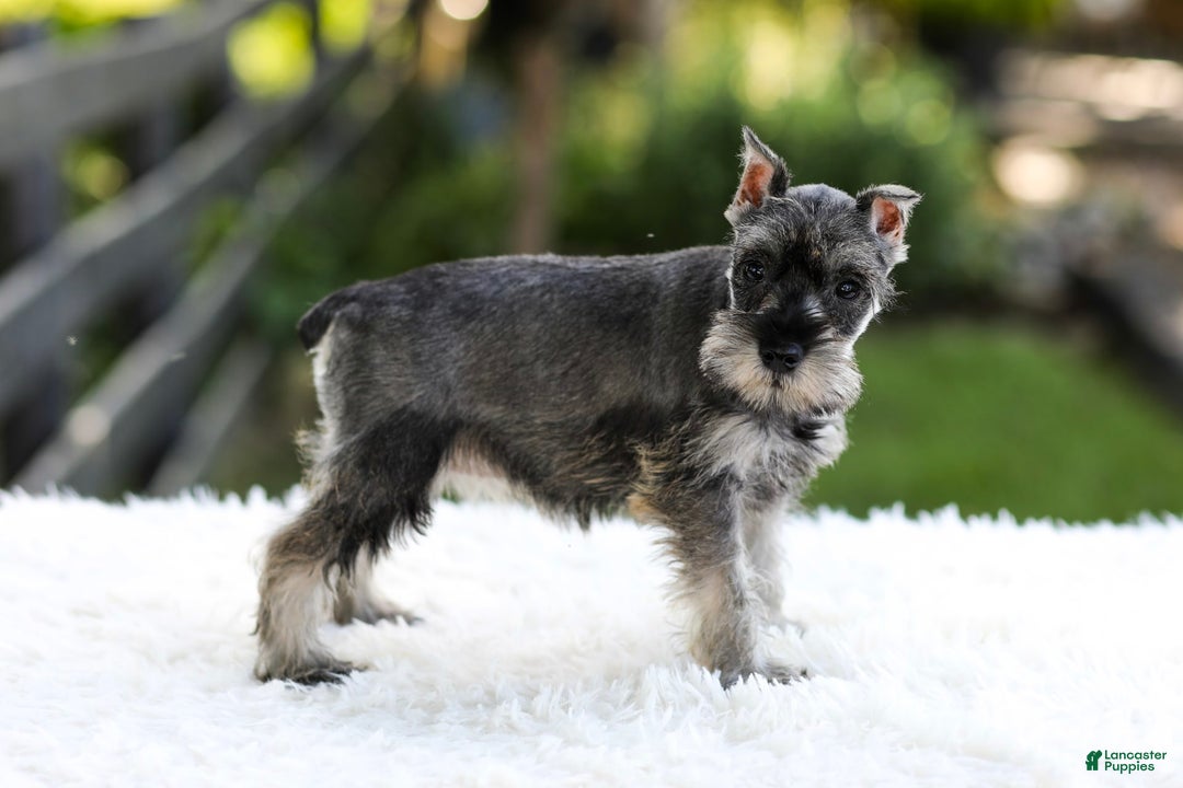 Miniature Schnauzer dogs for sale: Amber - Image 10