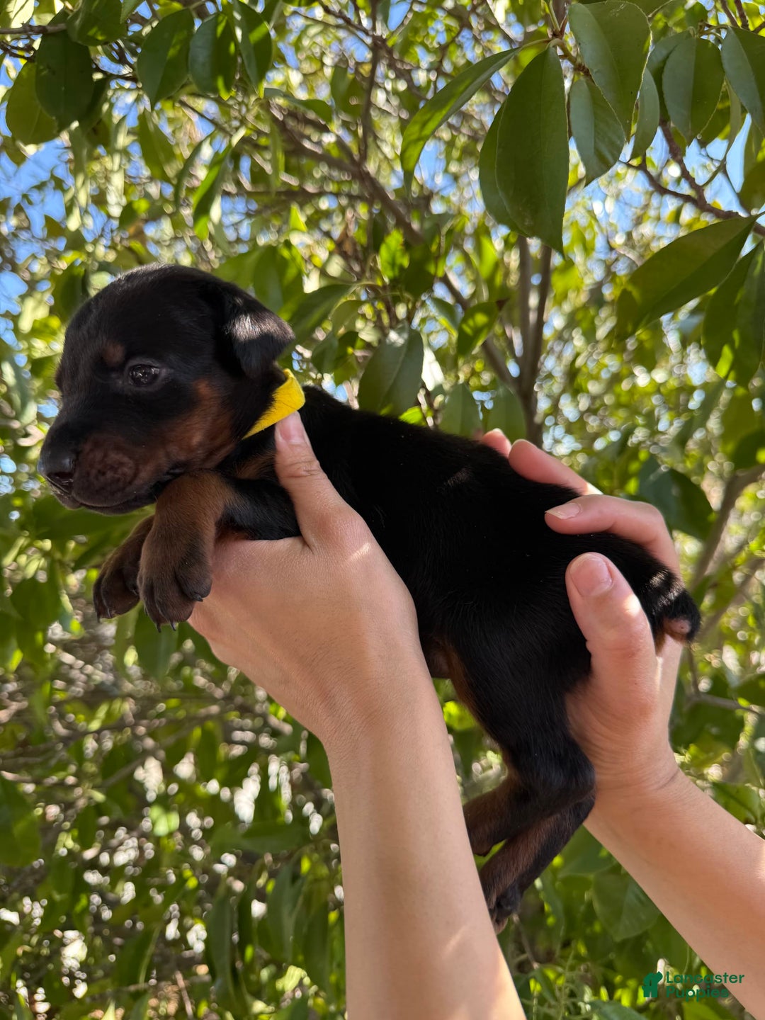 Doberman Pinscher dogs for sale: Yellow Collar - Image 3