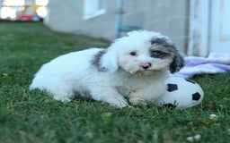 Bichpoo dogs for sale: Bowie - Image 11