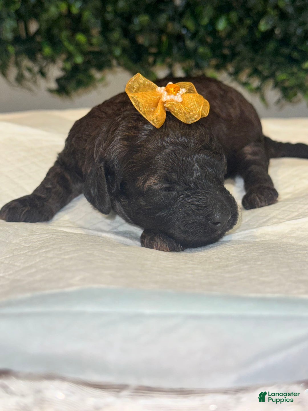 Miniature Poodle dogs for sale: Star - Image 5