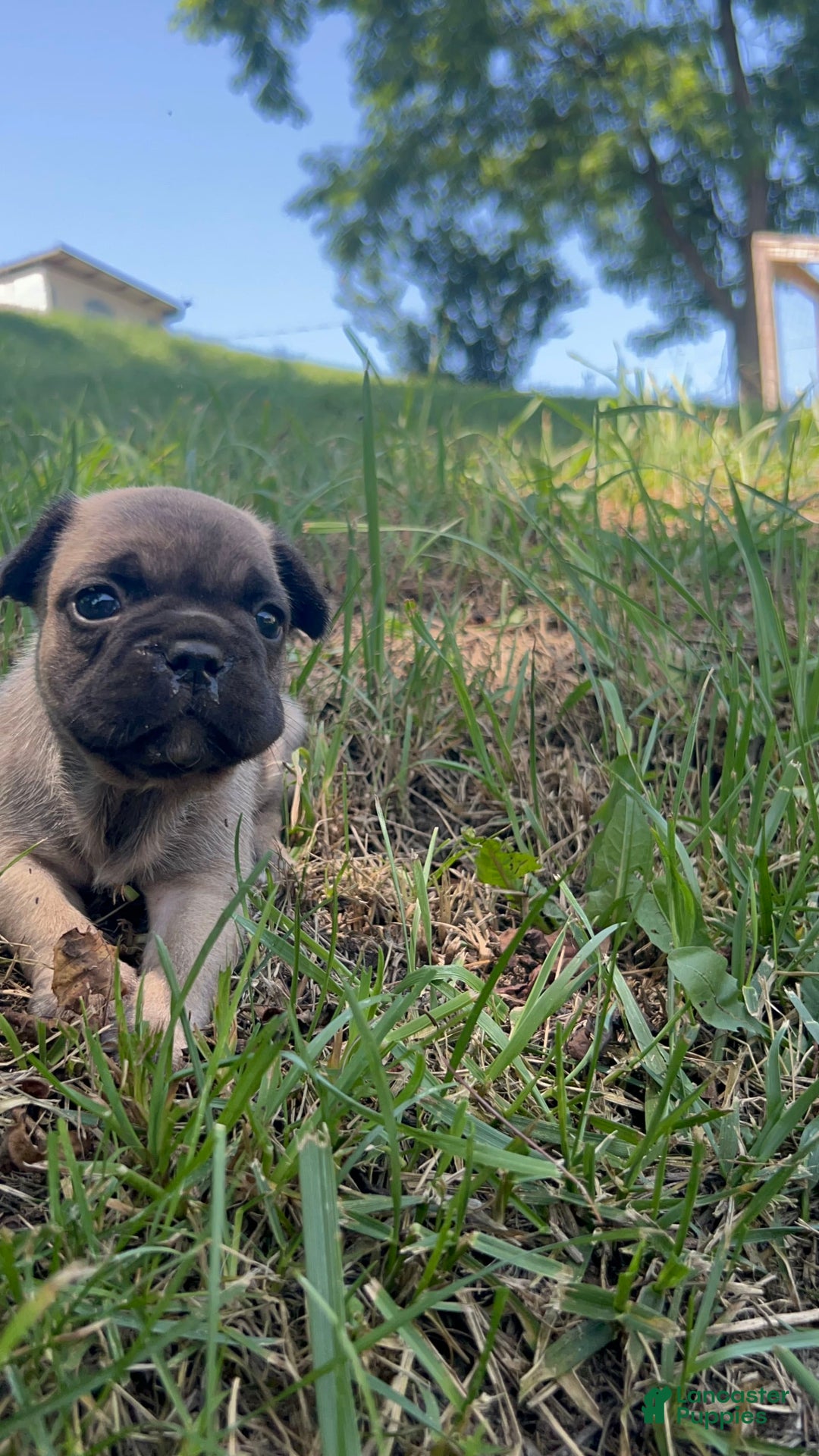French Bulldog dogs for sale: Gru - Image 4
