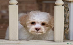 Shihpoo dogs for sale: Lola - Image 5