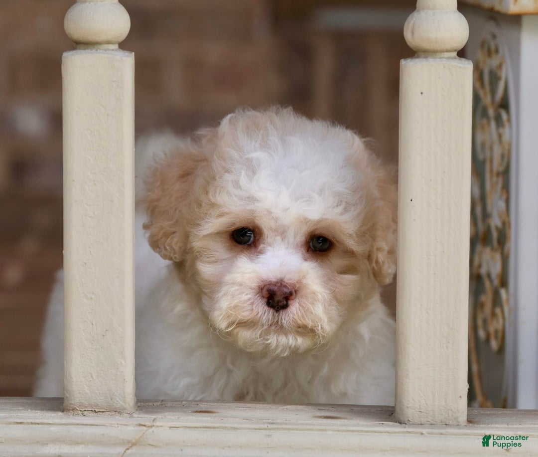Shihpoo dogs for sale: Lola - Image 5