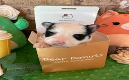 Pomsky dogs for sale: Nitro - Image 9