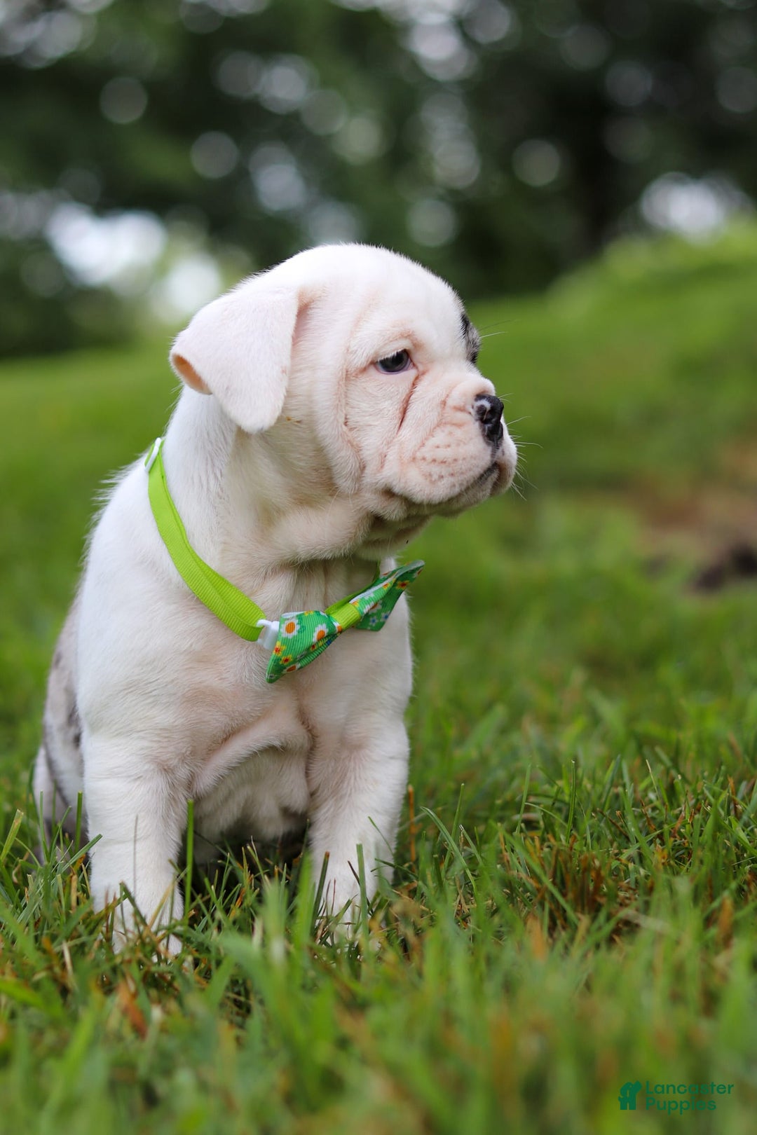 Beabull dogs for sale: Chip - Image 3