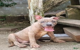American Bully dogs for sale: Coolade - Image 2