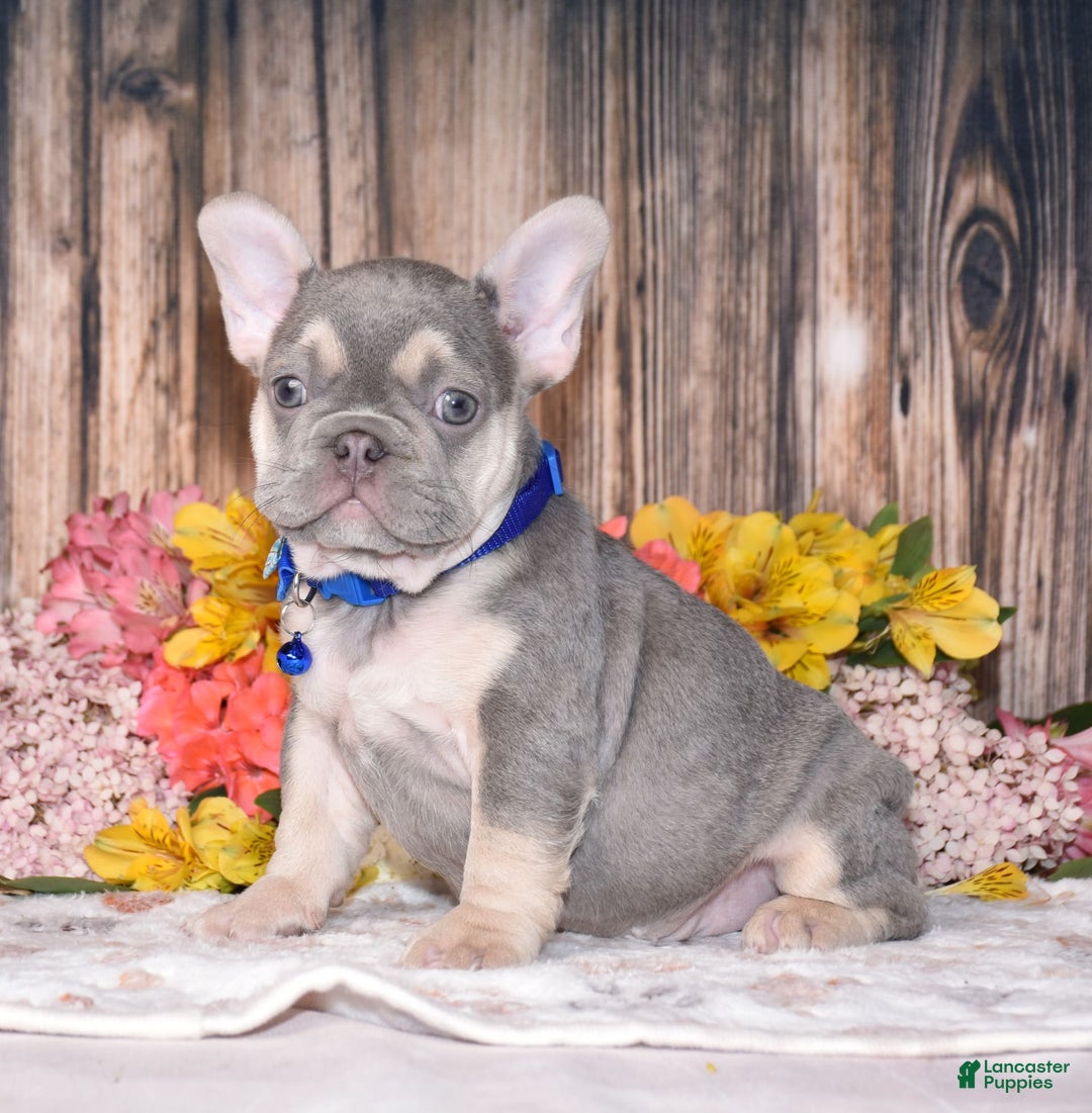 French Bulldog dogs for sale: French Bulldog 3 puppies - Image 9