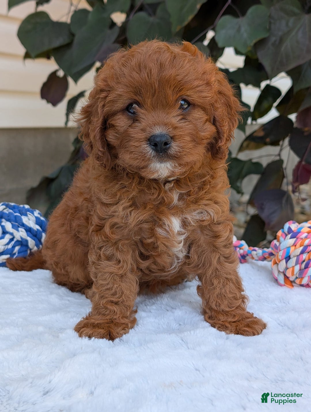 Cavapoo dogs for sale: Remi - Image 15