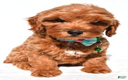 Cockapoo dogs for sale: Skye - Image 1