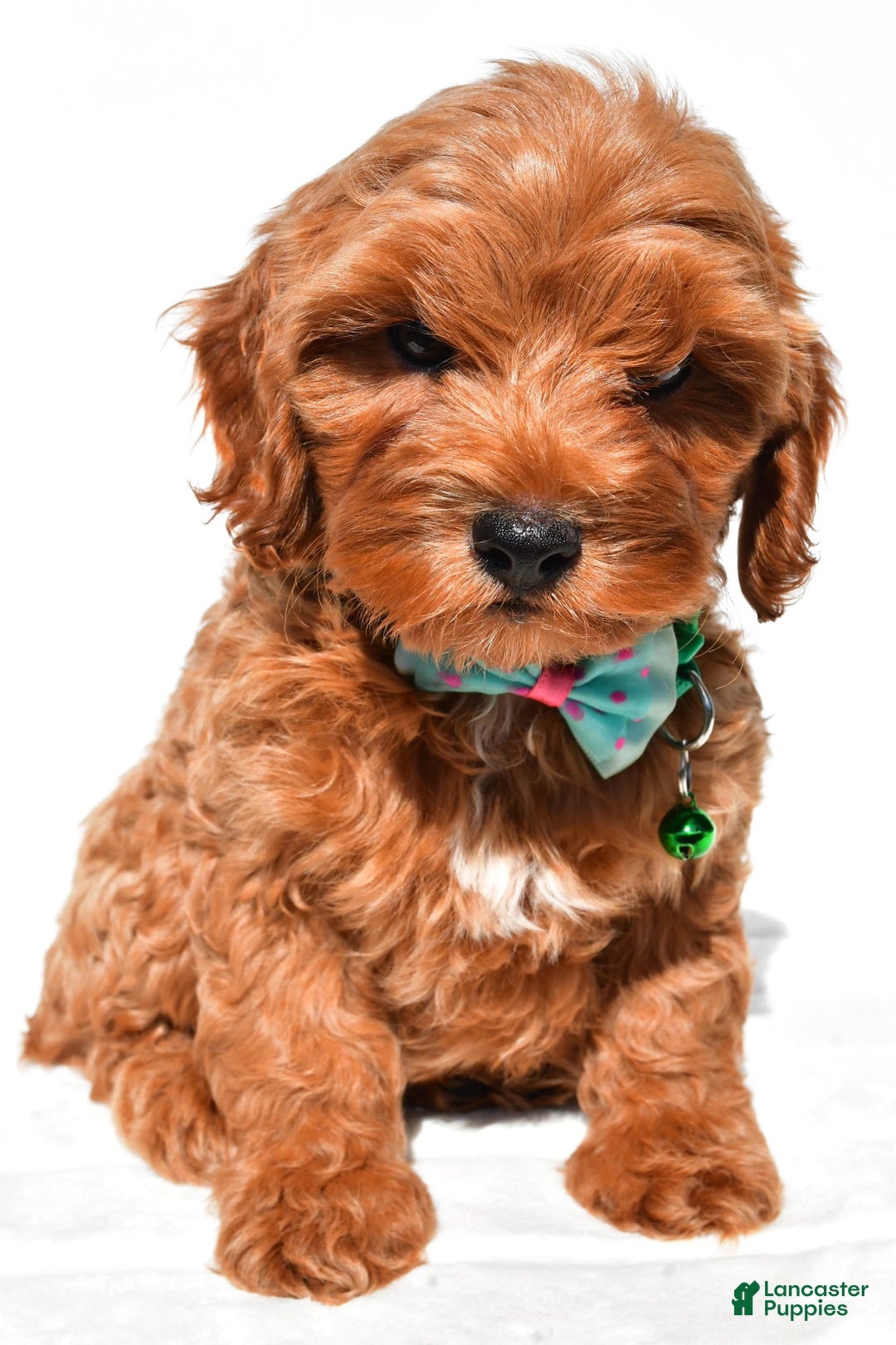 Cockapoo dogs for sale: Skye - Image 1