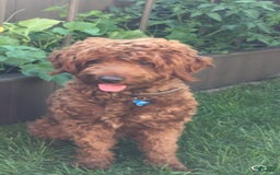 Mini Goldendoodle dogs for sale: Fluffy - Image 6