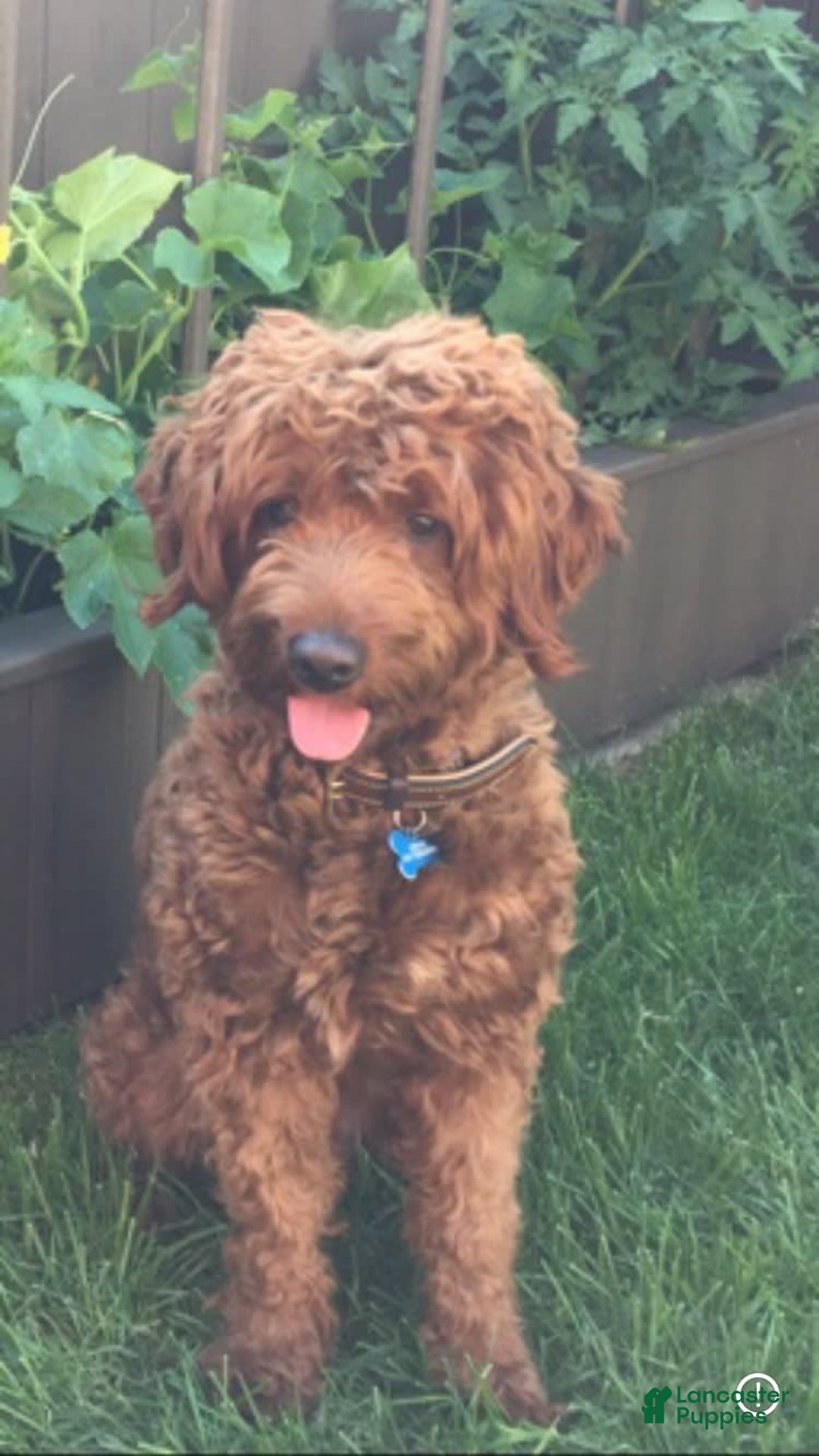 Mini Goldendoodle dogs for sale: Fluffy - Image 6