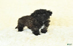 Bichpoo dogs for sale: Graham Cracker - Image 2